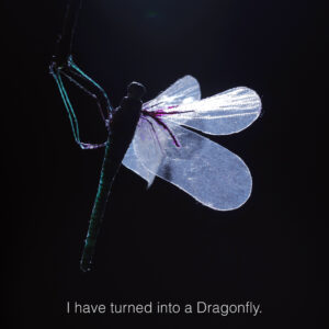How deep can a dragonfly swim under the ocean?